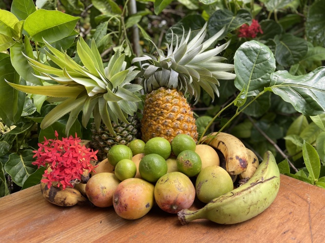 Staple crops from SHI Belize partners