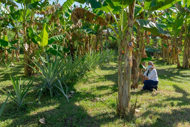 SHI-Belize Field Trainer Indira Pratt kneels at Mrs. Lesbia Mejia’s agroforestry system which includes plantain, pineapple, and annatto.