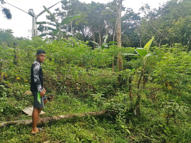 Javier Mendoza from the community of San José in Panamá plants mango, avocado, plantain, and yuca in his agroforestry system during the first phase of SHI’s training program. 
